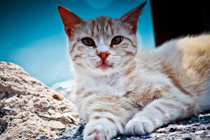 攻击网站在线工具